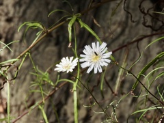 Rafinesquia californica