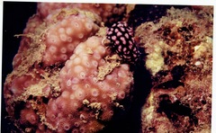 Phyllidiella pustulosa