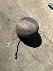 Andricus quercuscalifornicus