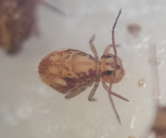Ptenothrix