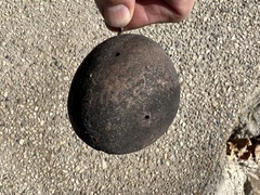 Andricus quercuscalifornicus