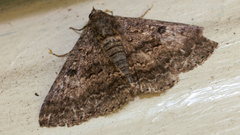 Eudesmeola lawsoni