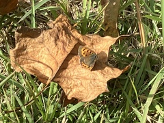 Lycaena phlaeas daimio