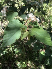 Commersonia bartramia