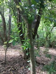 Melicytus ramiflorus