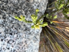 Diosma prama