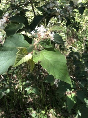 Commersonia bartramia