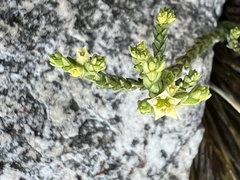 Diosma prama