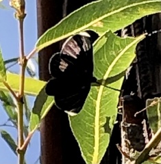 Melanis acroleuca acroleuca