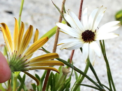 Dimorphotheca nudicaulis