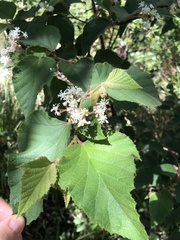 Commersonia bartramia