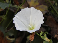 Calystegia macrostegia
