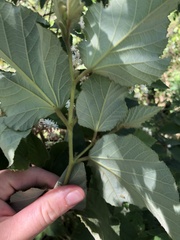 Commersonia bartramia