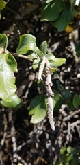 Garrya elliptica