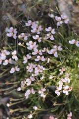 Stylidium uniflorum