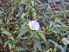 Calystegia macrostegia