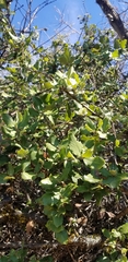 Garrya elliptica