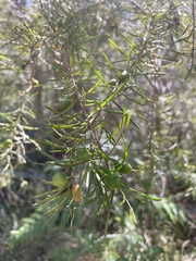 Persoonia virgata