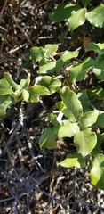 Garrya elliptica