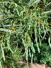 Acacia saligna