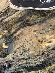 Balanomorpha