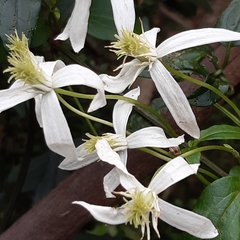 Clematis aristata