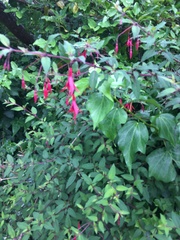 Fuchsia magellanica