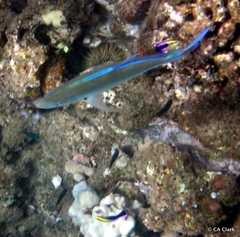 Caranx melampygus