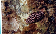 Phyllidiella pustulosa