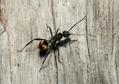 Polyrhachis brisbanensis