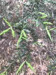 Melaleuca styphelioides