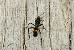 Polyrhachis brisbanensis