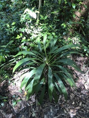 Cordyline