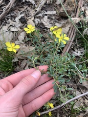 Hibbertia obtusifolia