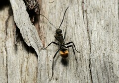 Polyrhachis brisbanensis
