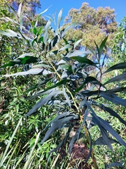 Acacia saligna