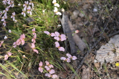 Stylidium uniflorum