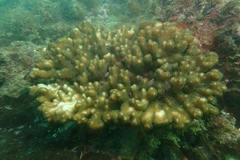 Pocillopora aliciae