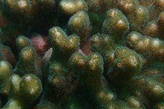 Pocillopora aliciae