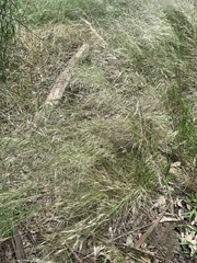 Poa labillardierei