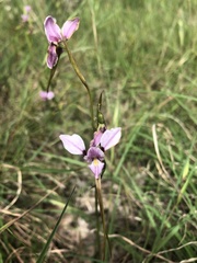 Diuris punctata