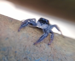 Ocrisiona leucocomis