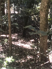 Thylogale stigmatica