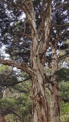 Melaleuca styphelioides