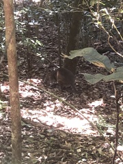 Thylogale stigmatica