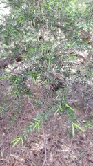 Melaleuca styphelioides