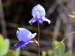 Disa purpurascens