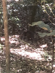 Thylogale stigmatica