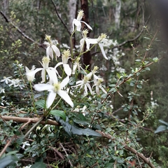 Clematis aristata