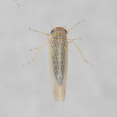 Deltocephalinae